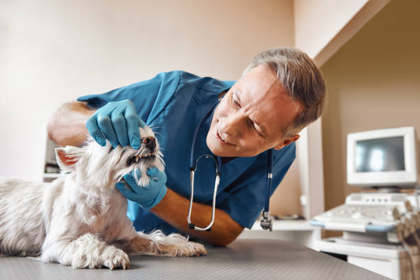 Best Emergency Root Canal Treatment in Hart, MI